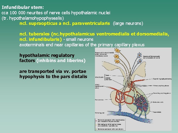 Infundibular stem: cca 100 000 neurites of nerve cells hypothalamic nuclei (tr. hypothalamohypophysealis) ncl.