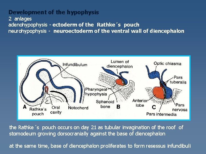 Development of the hypophysis 2 anlages adenohypophysis - ectoderm of the Rathke´s pouch neurohypophysis