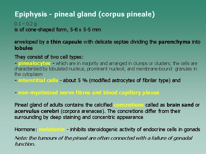 Epiphysis - pineal gland (corpus pineale) 0. 1 – 0. 2 g is of