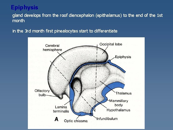 Epiphysis gland develops from the roof diencephalon (epithalamus) to the end of the 1