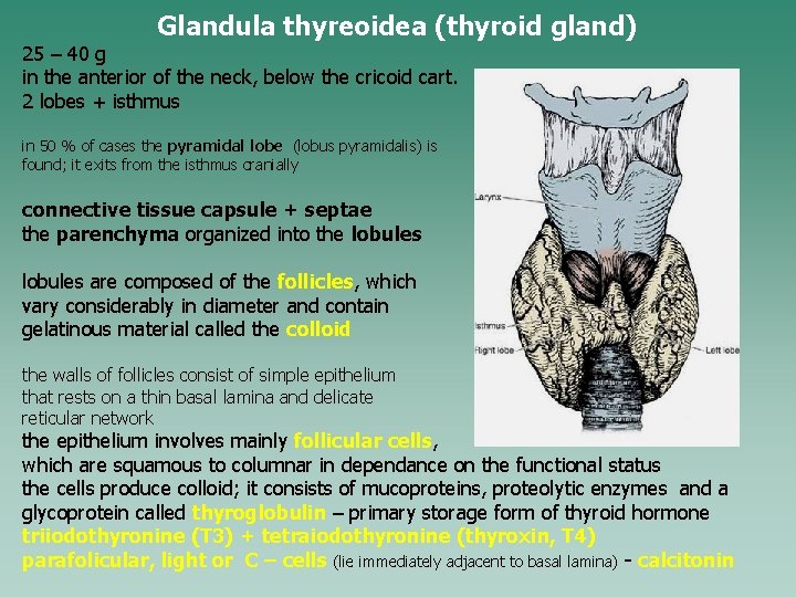 Glandula thyreoidea (thyroid gland) 25 – 40 g in the anterior of the neck,