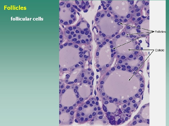 Follicles follicular cells 