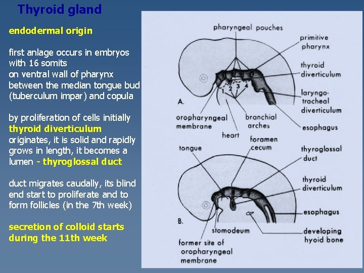 Thyroid gland endodermal origin first anlage occurs in embryos with 16 somits on ventral