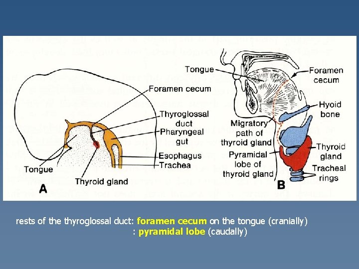 rests of the thyroglossal duct: foramen cecum on the tongue (cranially) : pyramidal lobe