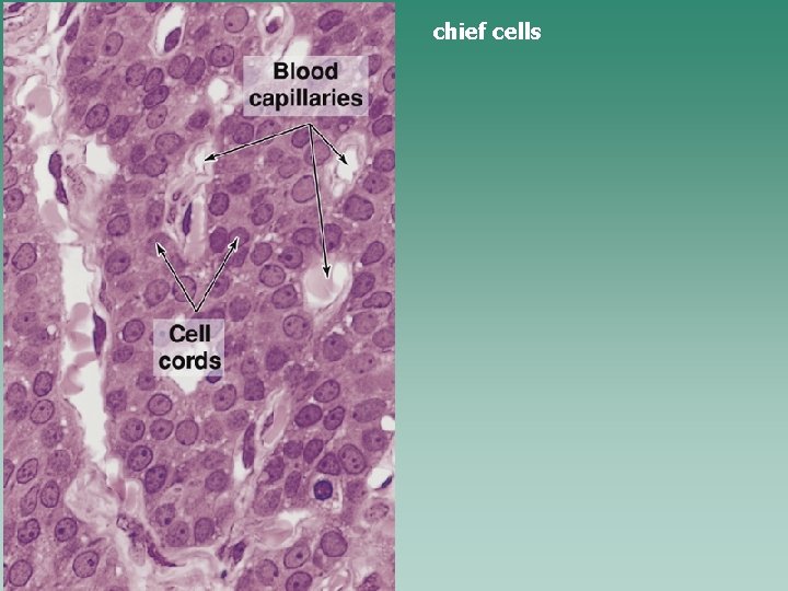 chief cells 