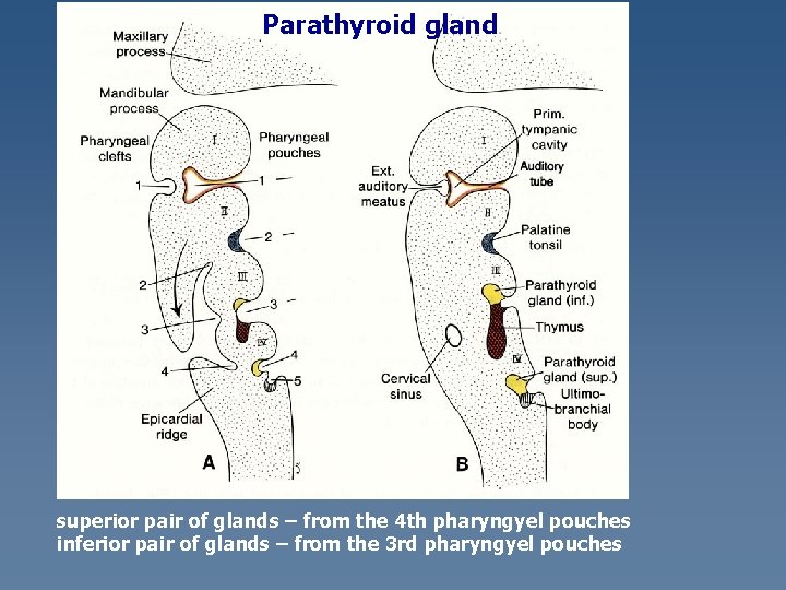 Parathyroid gland superior pair of glands – from the 4 th pharyngyel pouches inferior