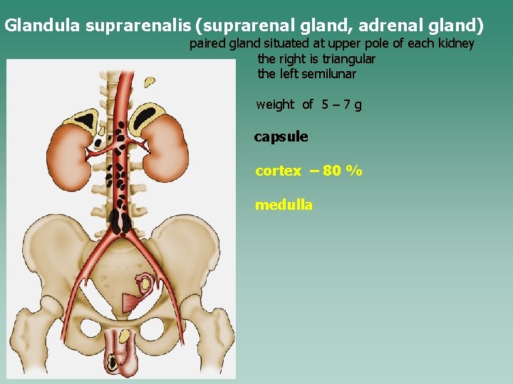 Glandula suprarenalis (suprarenal gland, adrenal gland) paired gland situated at upper pole of each