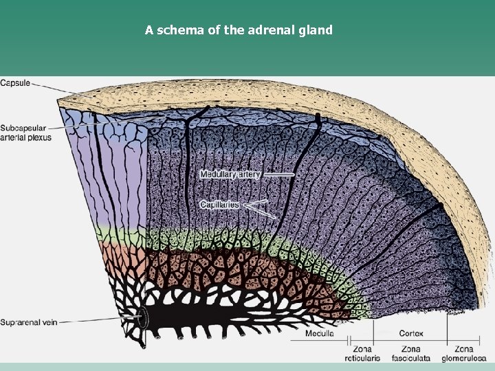 A schema of the adrenal gland 