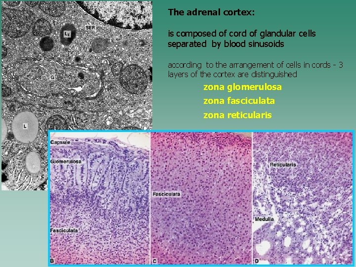 The adrenal cortex: is composed of cord of glandular cells separated by blood sinusoids