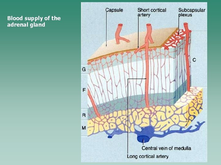 Blood supply of the adrenal gland 