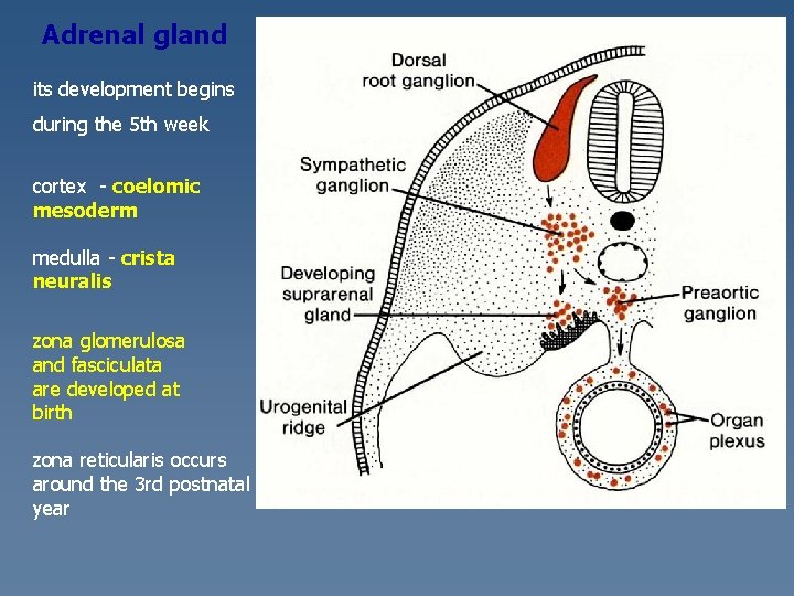 Adrenal gland its development begins during the 5 th week cortex - coelomic mesoderm