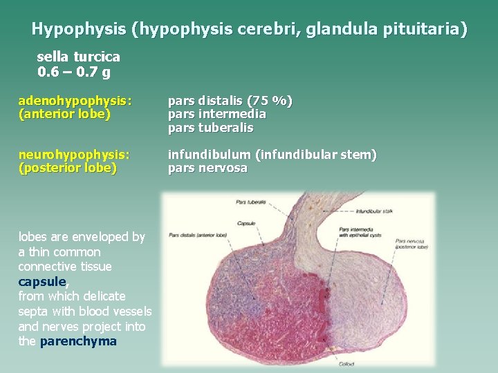 Hypophysis (hypophysis cerebri, glandula pituitaria) sella turcica 0. 6 – 0. 7 g adenohypophysis: