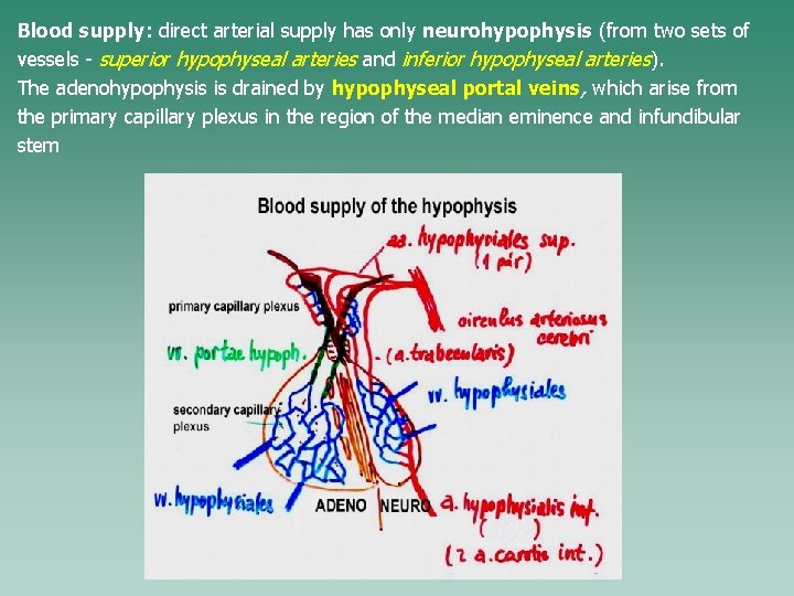 Blood supply: direct arterial supply has only neurohypophysis (from two sets of vessels -