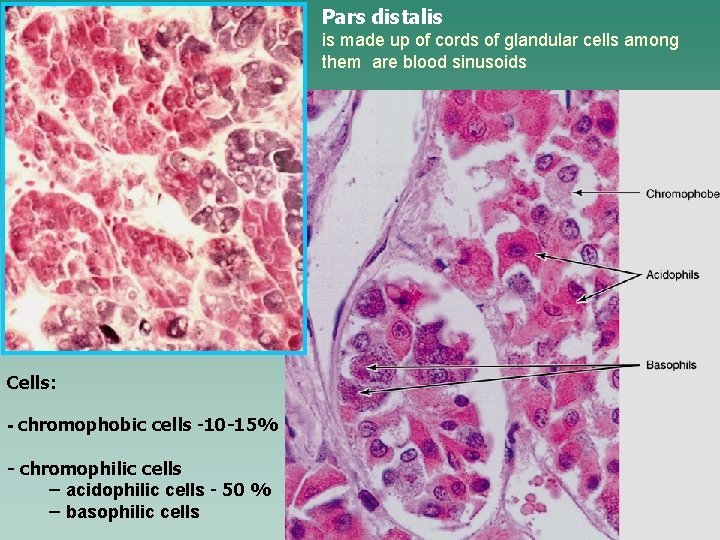 Pars distalis is made up of cords of glandular cells among them are blood