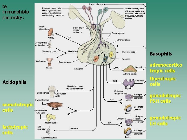 by immunohisto chemistry: Basophils adrenocortico tropic cells Acidophils somatotropic cells lactotropic cells thyrotropic cells