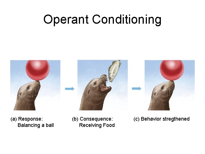 Operant Conditioning (a) Response: Balancing a ball (b) Consequence: Receiving Food (c) Behavior stregthened