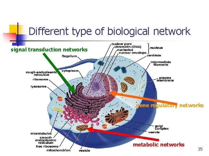 Different type of biological network signal transduction networks gene regulatory networks metabolic networks 35