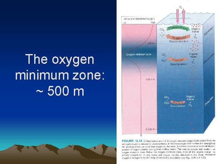 The oxygen minimum zone: ~ 500 m 