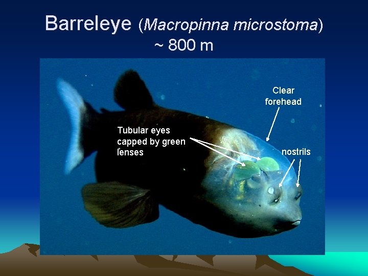 Barreleye (Macropinna microstoma) ~ 800 m Clear forehead Tubular eyes capped by green lenses