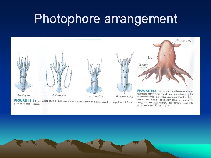 Photophore arrangement 