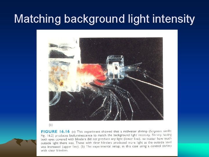 Matching background light intensity 