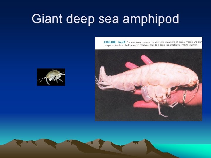 Giant deep sea amphipod 