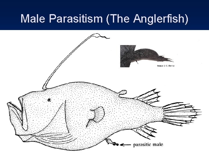 Male Parasitism (The Anglerfish) 