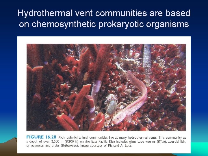 Hydrothermal vent communities are based on chemosynthetic prokaryotic organisms 