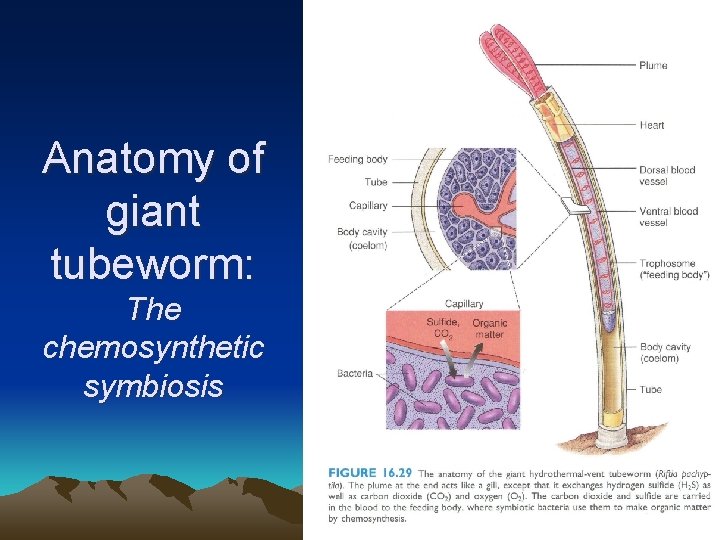 Anatomy of giant tubeworm: The chemosynthetic symbiosis 