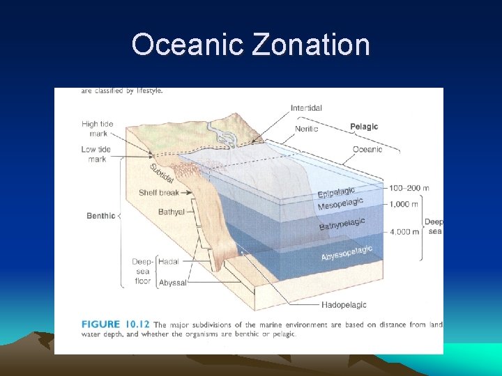 Oceanic Zonation 