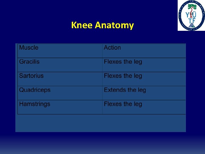 Knee Anatomy 