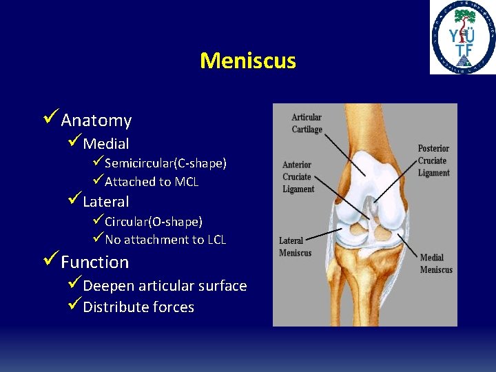 Meniscus üAnatomy üMedial üSemicircular(C-shape) üAttached to MCL üLateral üCircular(O-shape) üNo attachment to LCL üFunction