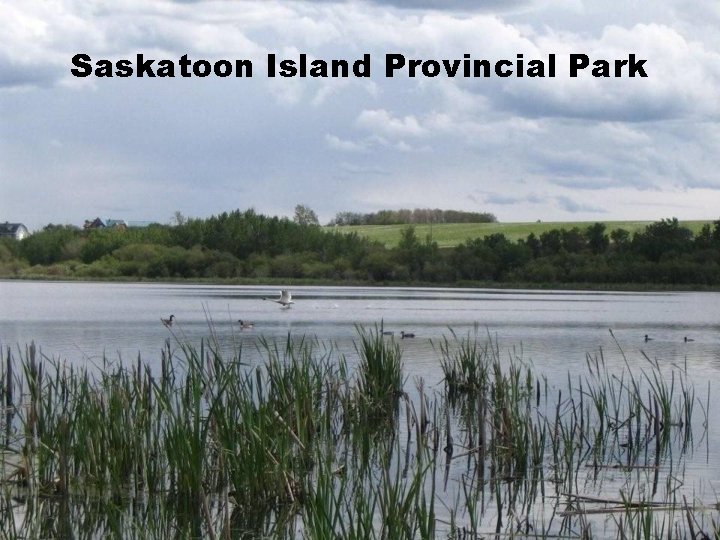 Saskatoon Island Provincial Park 