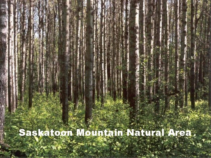Saskatoon Mountain Natural Area 