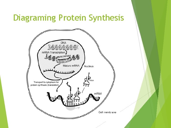 Unit 5 Protein Synthesis Protein Synthesis The process