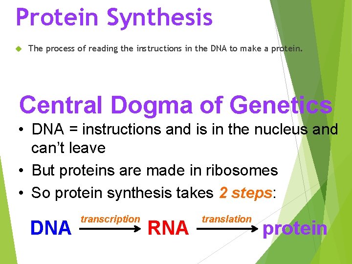 Unit 5 Protein Synthesis Protein Synthesis The process