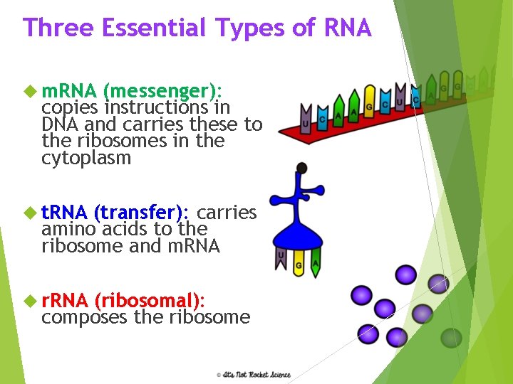 Three Rna Types Unit 5 Protein Synthesis Protein Synthesis The process