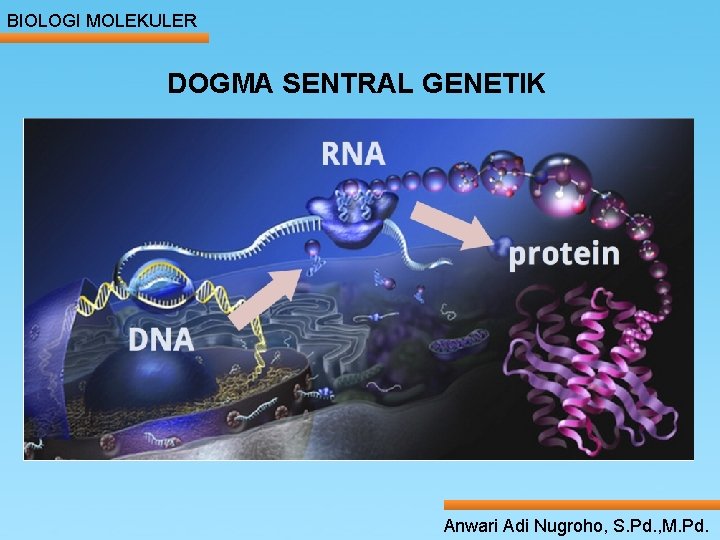 BIOLOGI MOLEKULER DOGMA SENTRAL GENETIK Anwari Adi Nugroho, S. Pd. , M. Pd. 