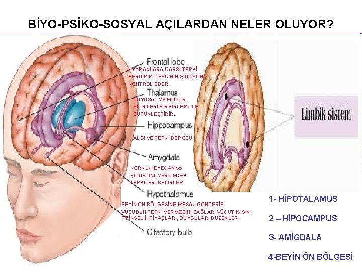 BİYO-PSİKO-SOSYAL AÇILARDAN NELER OLUYOR? UYARANLARA KARŞI TEPKİ VERDİRİR, TEPKİNİN ŞİDDETİNİ KONTROL EDER. DUYUSAL VE