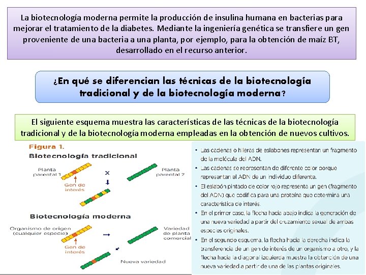 La biotecnología moderna permite la producción de insulina humana en bacterias para mejorar el