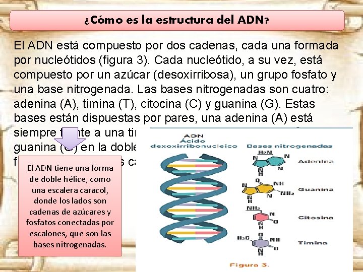 ¿Cómo es la estructura del ADN? El ADN está compuesto por dos cadenas, cada