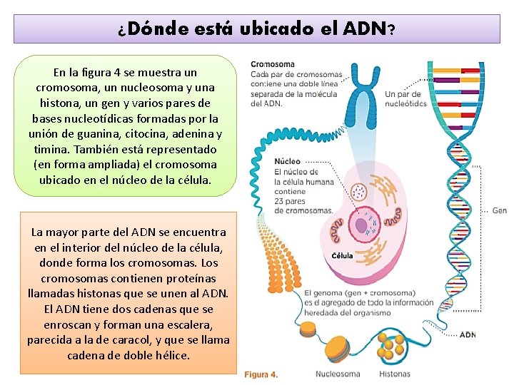 ¿Dónde está ubicado el ADN? En la figura 4 se muestra un cromosoma, un