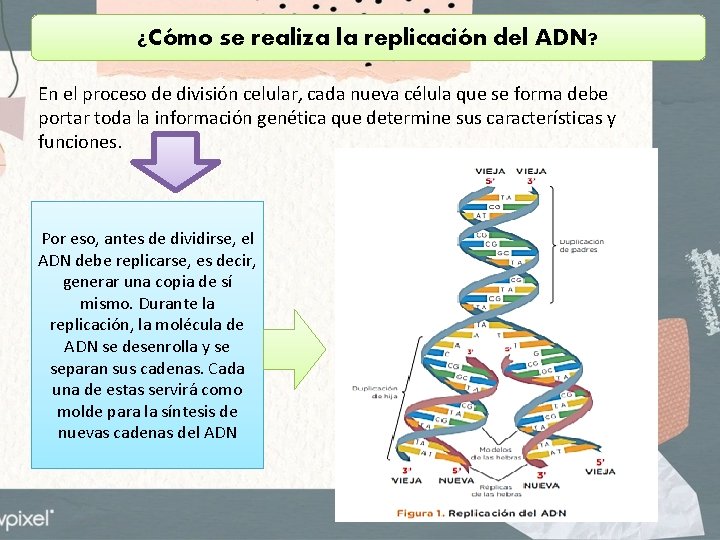 ¿Cómo se realiza la replicación del ADN? En el proceso de división celular, cada