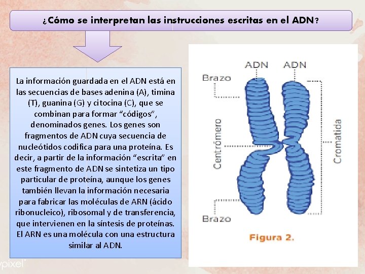 ¿Cómo se interpretan las instrucciones escritas en el ADN? La información guardada en el