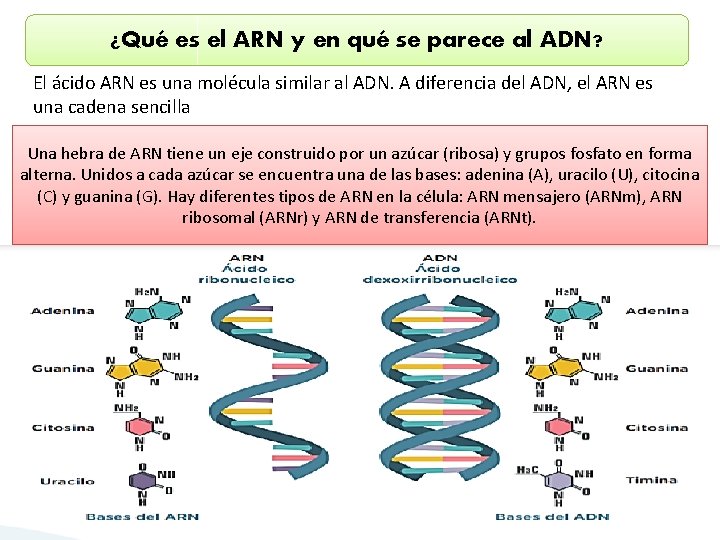 ¿Qué es el ARN y en qué se parece al ADN? El ácido ARN