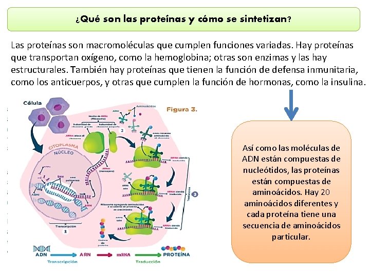 ¿Qué son las proteínas y cómo se sintetizan? Las proteínas son macromoléculas que cumplen