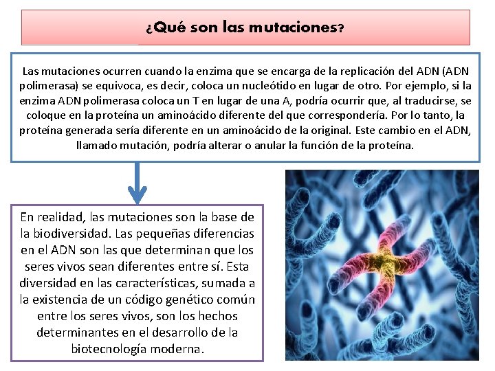 ¿Qué son las mutaciones? Las mutaciones ocurren cuando la enzima que se encarga de