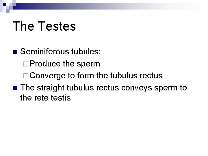 The Testes n n Seminiferous tubules: ¨ Produce the sperm ¨ Converge to form