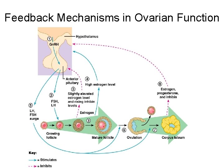 Feedback Mechanisms in Ovarian Function 