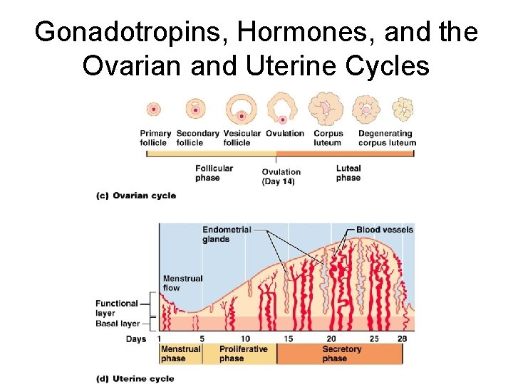 Gonadotropins, Hormones, and the Ovarian and Uterine Cycles 